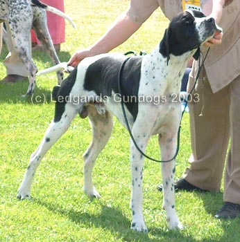 3rd Graduate Dog